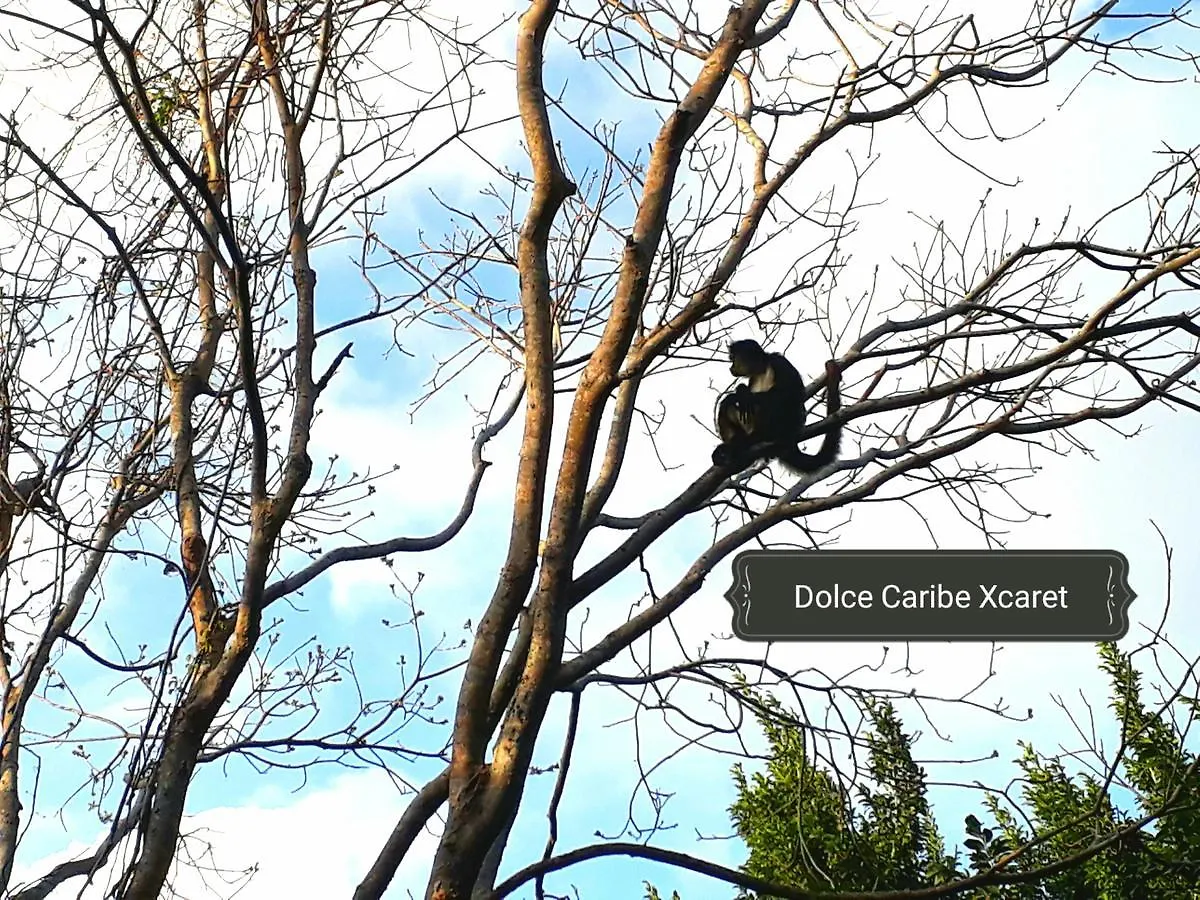 Dolce Caribe Xcaret Bed and Breakfast Playa del Carmen Bed & Breakfast